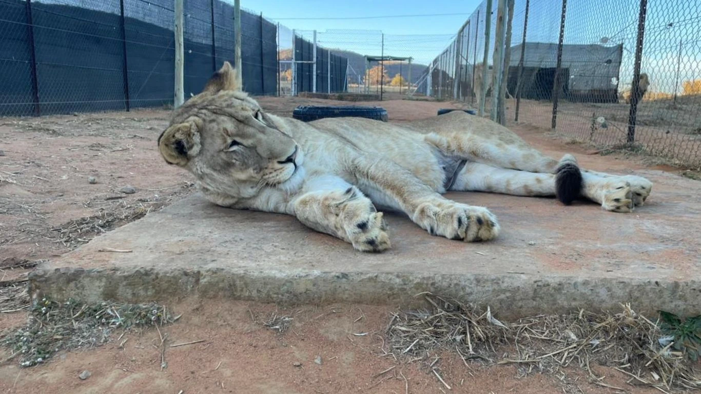 9 rescued lions and a leopard saved from forced breeding.