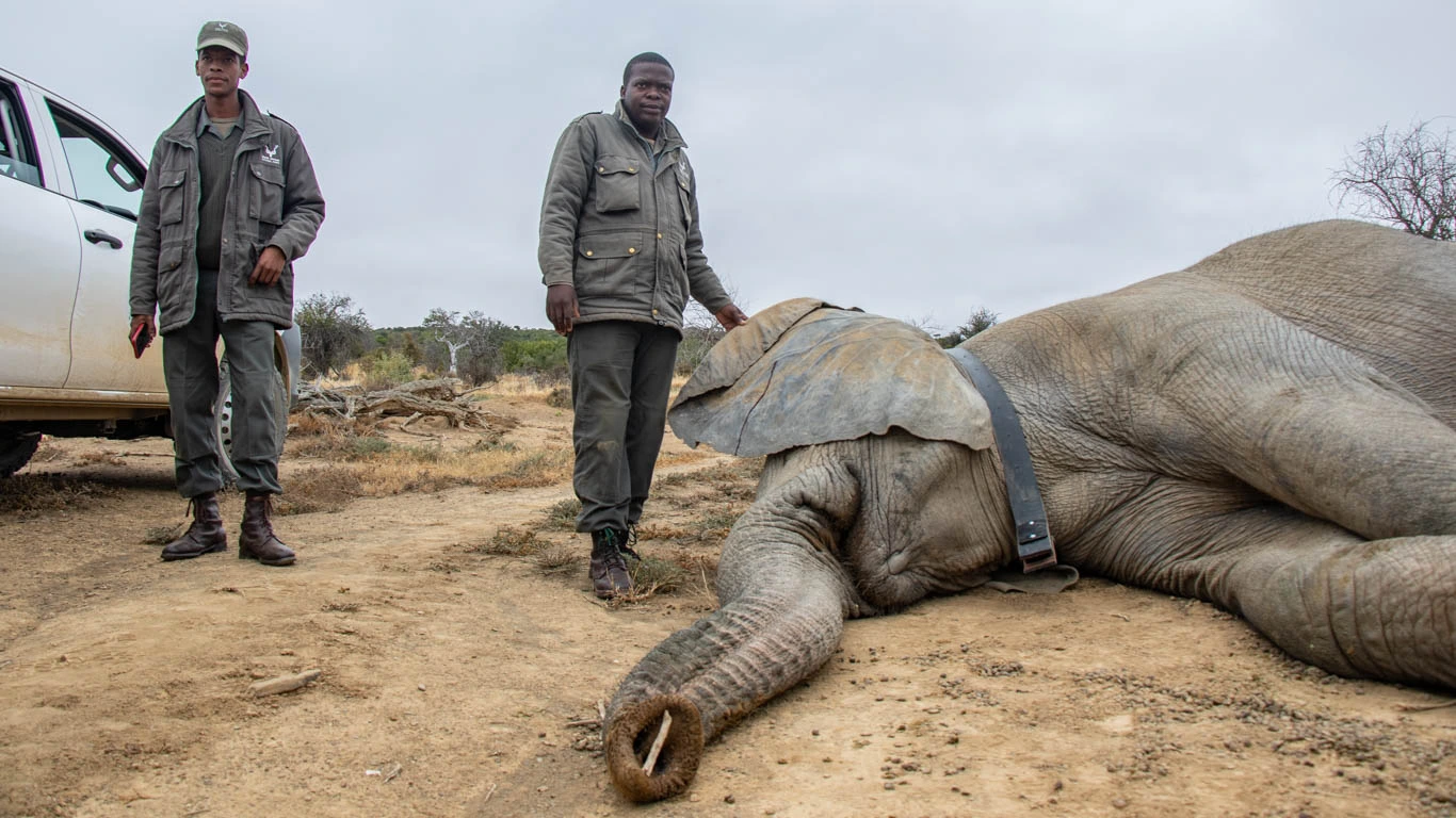 Can you imagine a world without elephants? It could happen in SEVEN YEARS?
