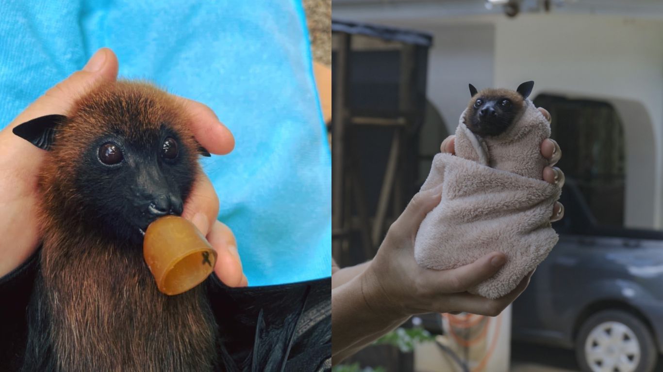 Baby flying foxes need YOU!