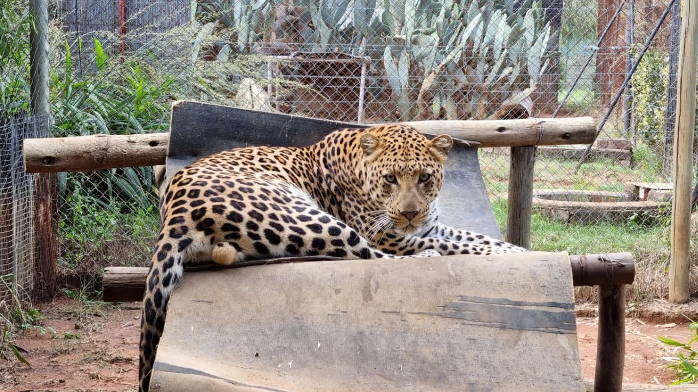 9 rescued lions and a leopard saved from forced breeding.