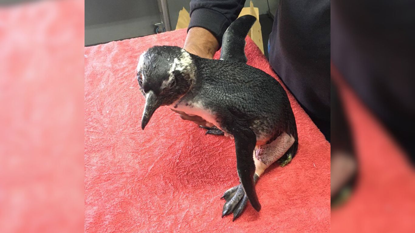 African penguins face extinction, please help us prevent that from happening.