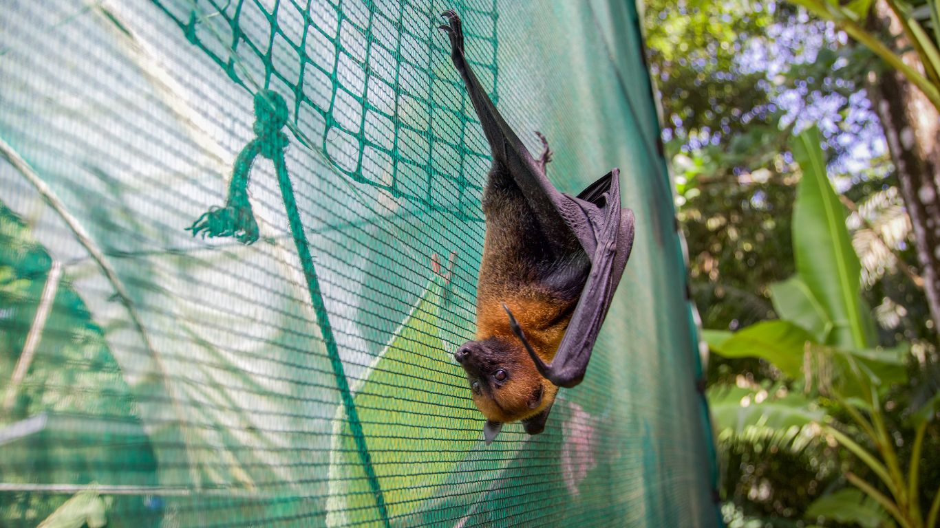 Baby flying foxes need YOU!