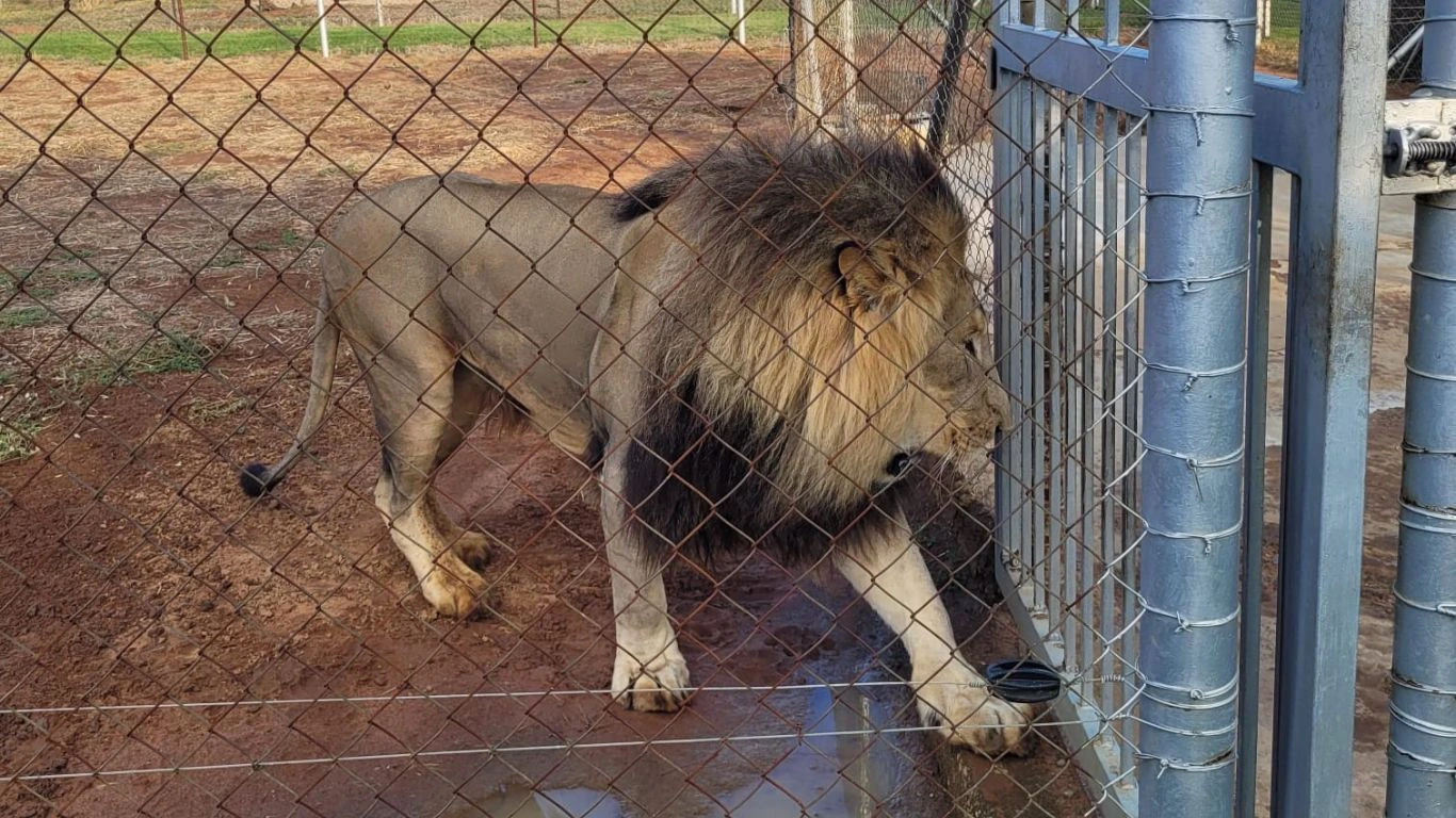 9 rescued lions and a leopard saved from forced breeding.