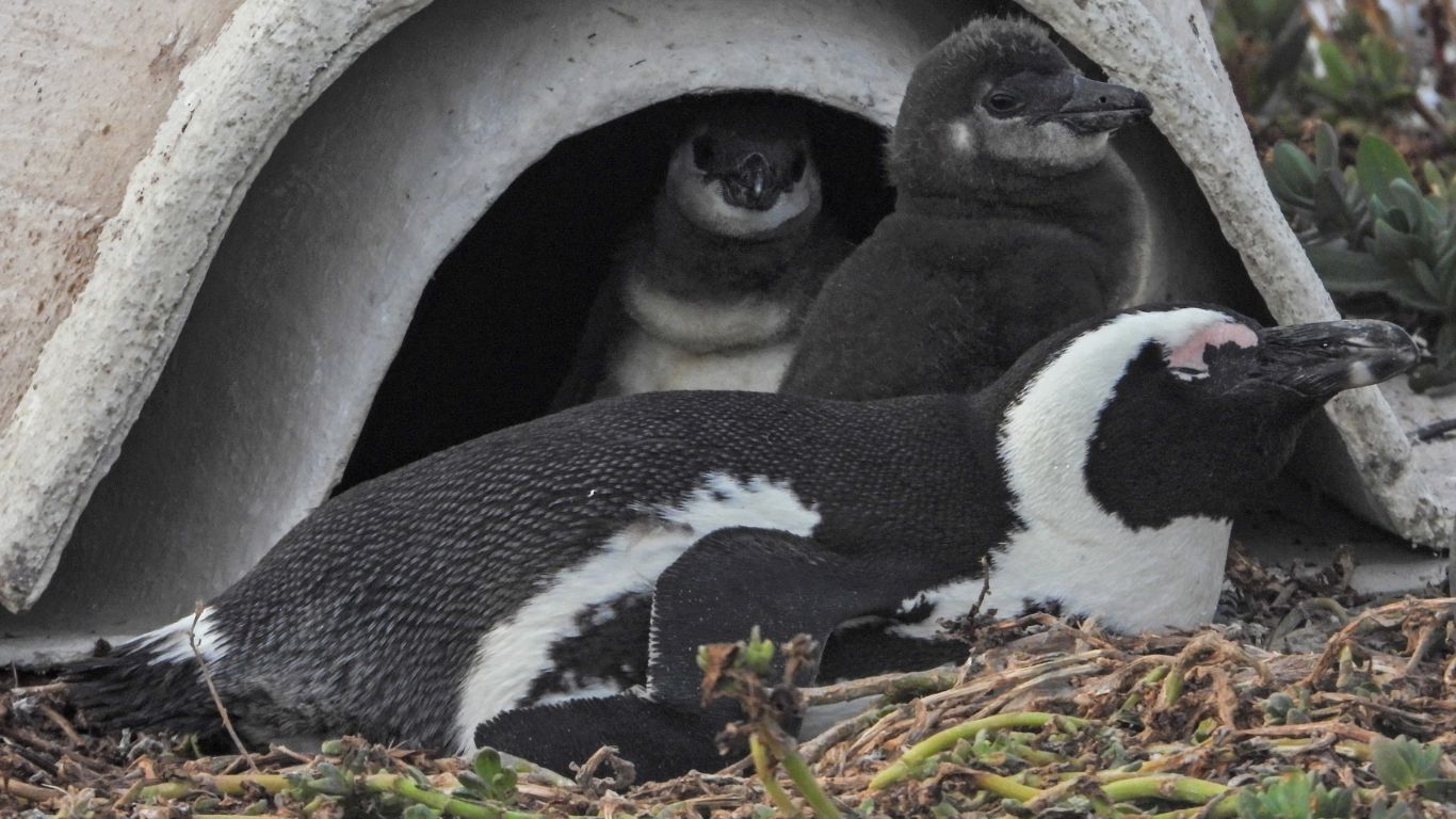 African penguins face extinction, please help us prevent that from happening.