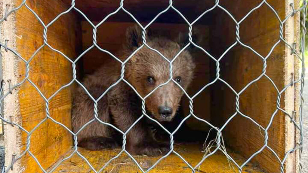 BREAKING: Montenegro’s shame, illegal zoo gets another illicit BEAR CUB.
