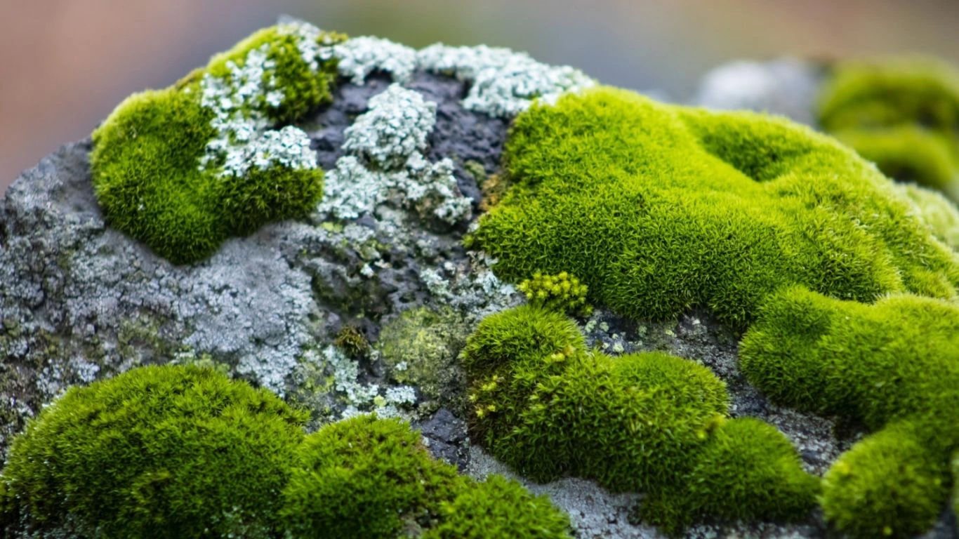 World’s oldest moss could go extinct as a result of climate crisis
