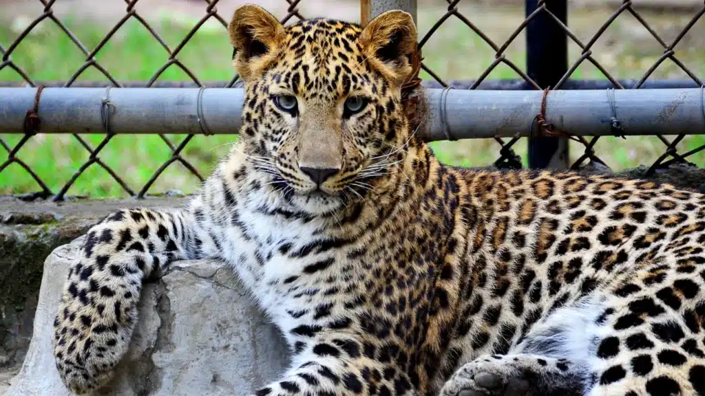 Animal welfare: UK passes legislation to tackle cruel “wildlife tourism”