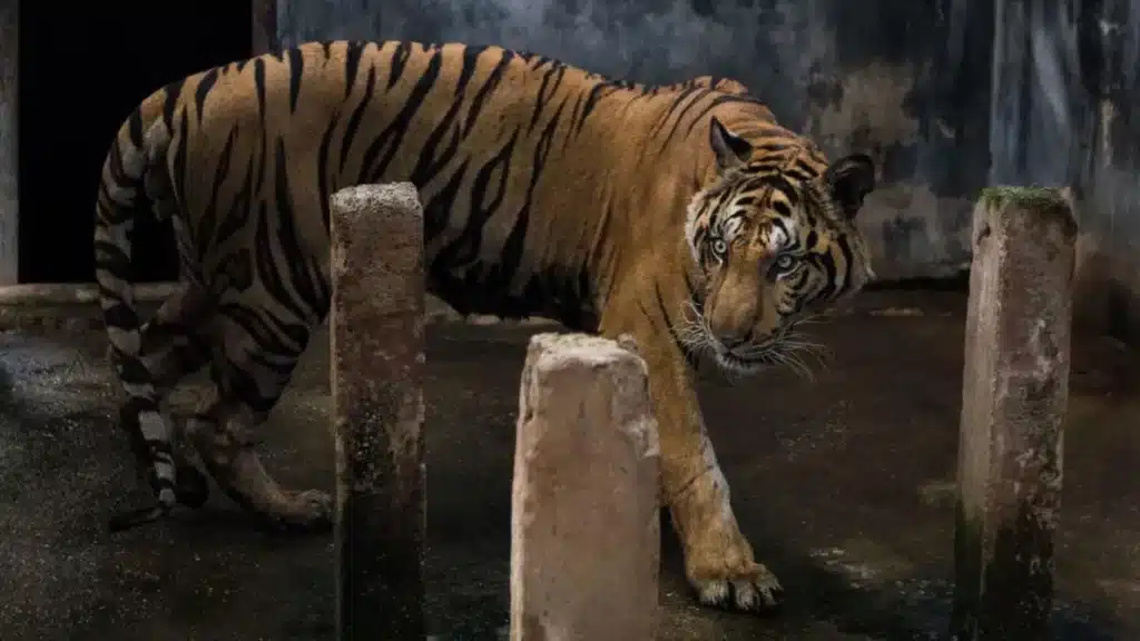 UNPRECEDENTED! Rare opportunity to save critically endangered tigers from Thai hellhole!