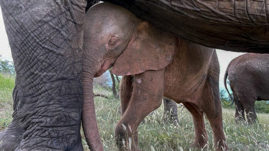 Elephant calf rescue in South Africa.