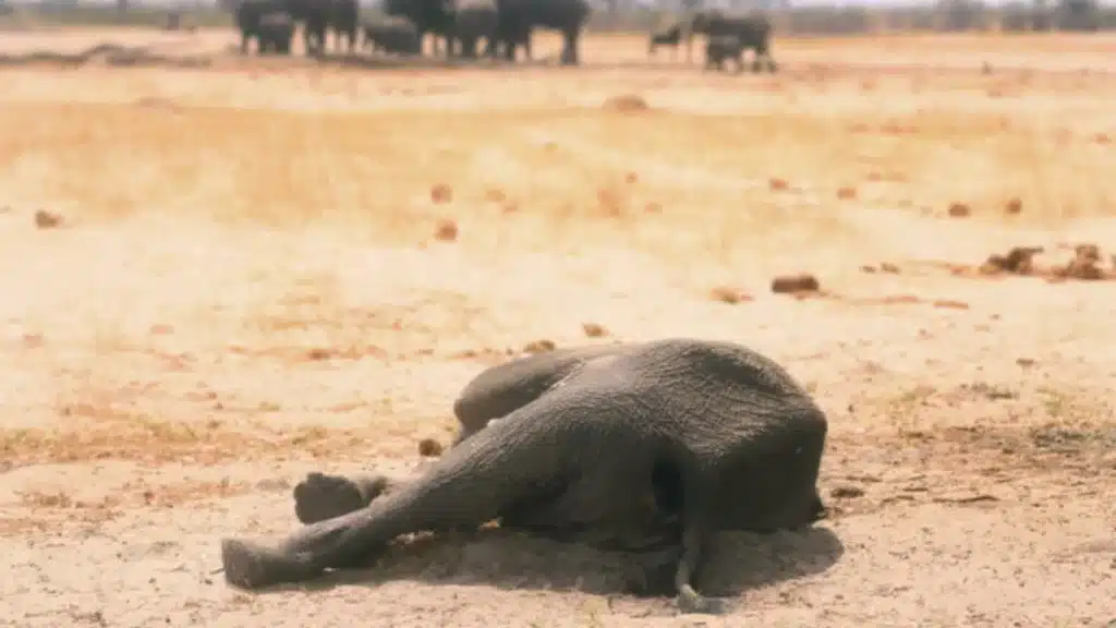 Elephants on the march across African borders as heat stress leads to fatalities
