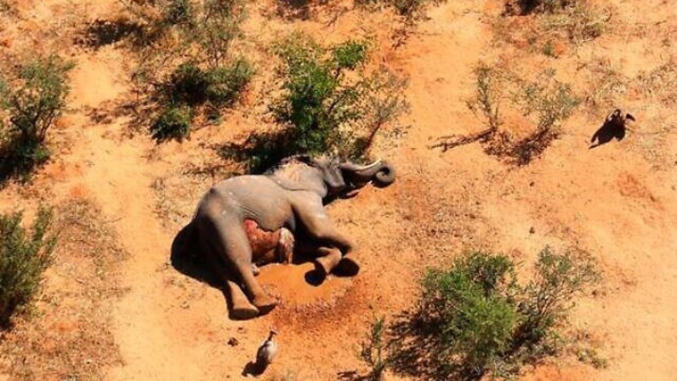 Elephant calf rescue in South Africa.