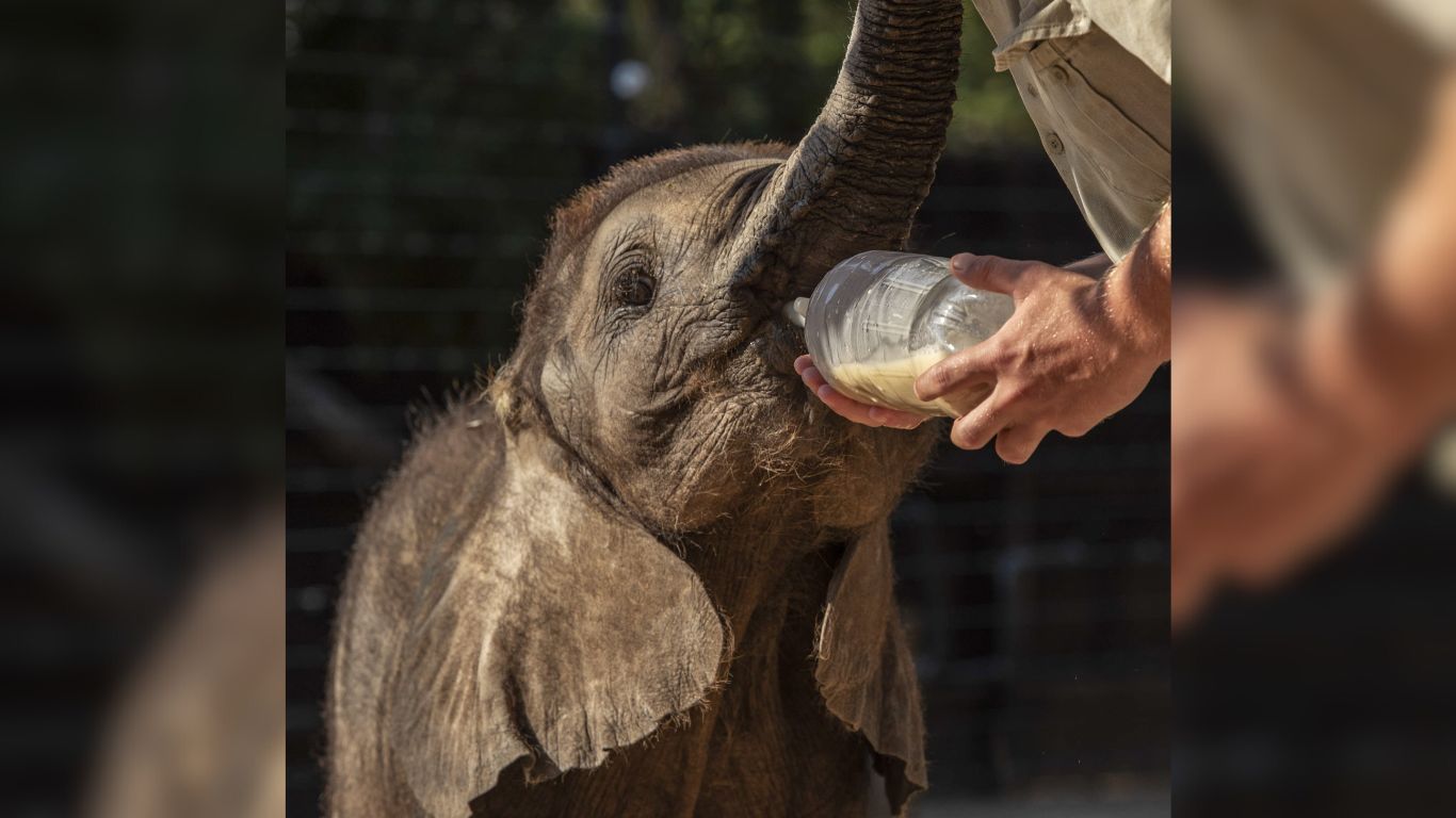 Elephant calf rescue in South Africa.