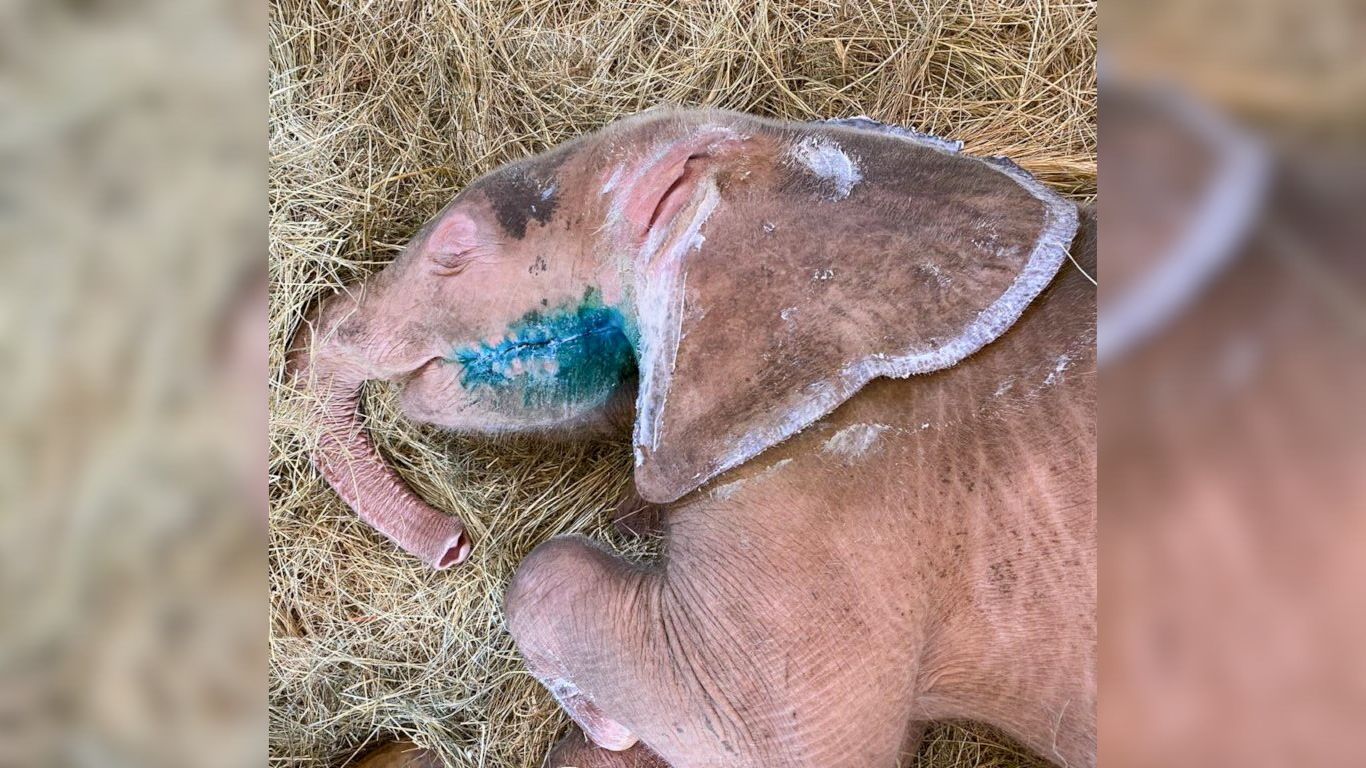 Elephant calf rescue in South Africa.