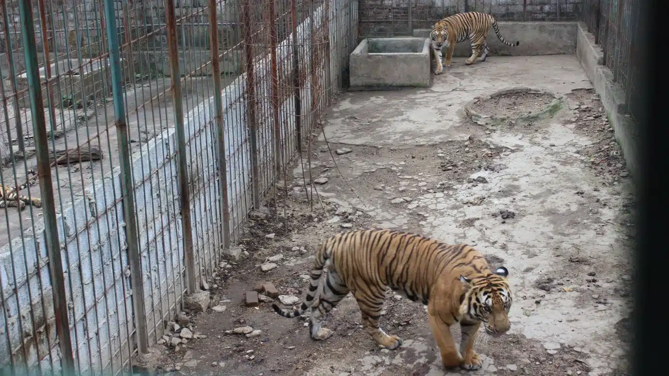 New Video: Saving the Last Tigers of Asia, News