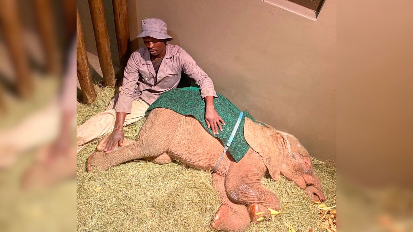 Elephant calf rescue in South Africa.