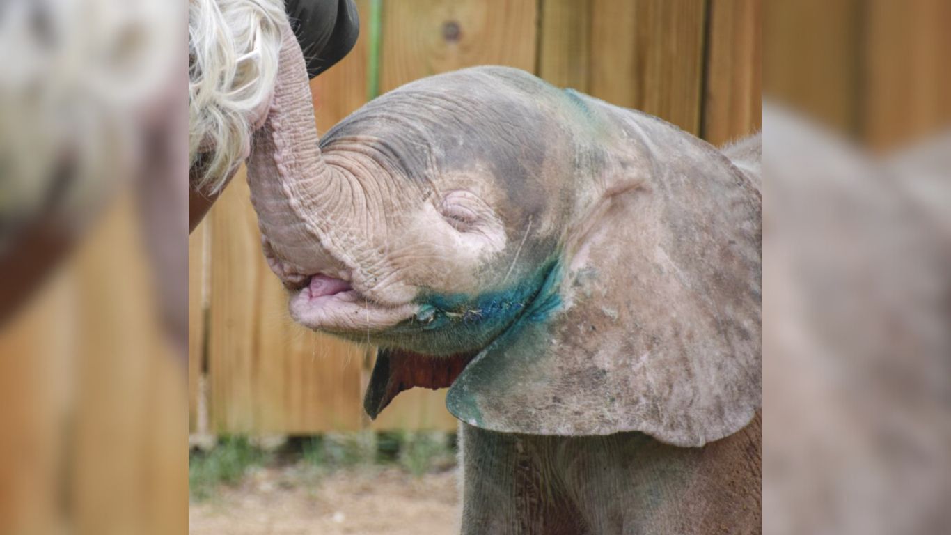 Elephant calf rescue in South Africa.