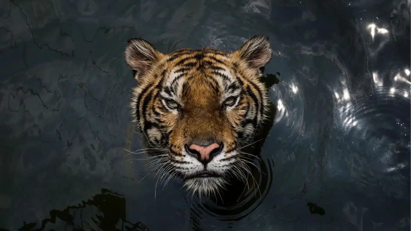 LAST CHANCE to save 29 tigers and critically endangered leopards from CAPTIVITY!