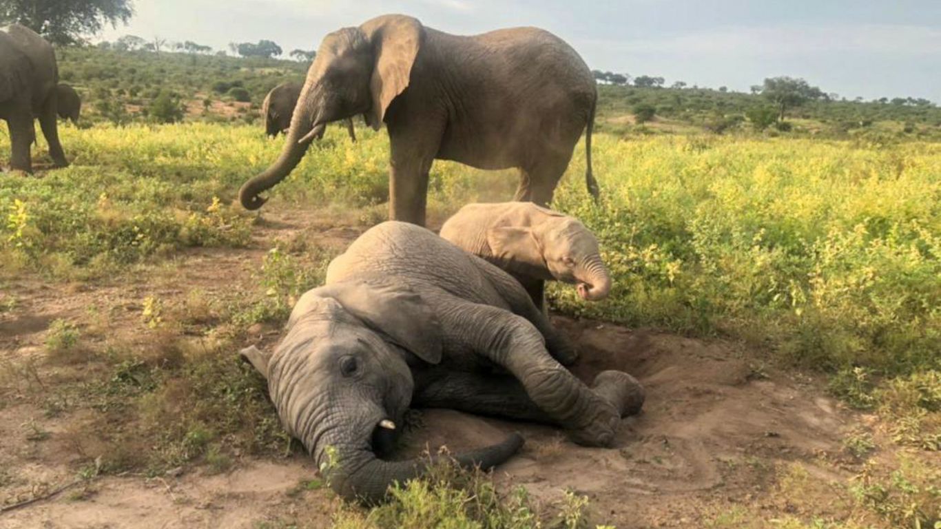 Elephant calf rescue in South Africa.