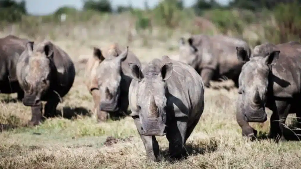 Rhino numbers rebound as global figures reveal a win for conservation