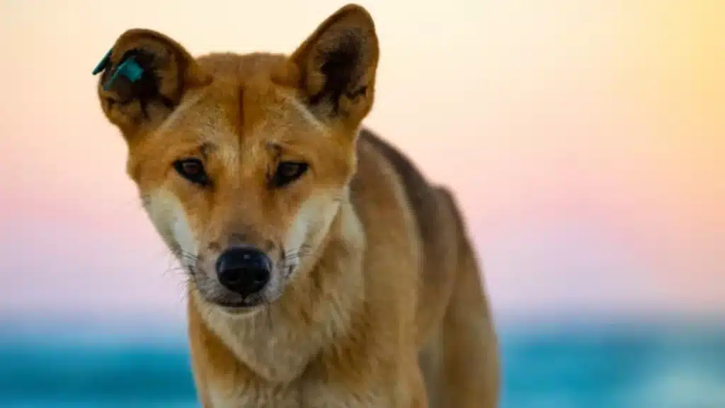 Tourists taking selfies and feeding dingoes blamed for rise in K’gari attacks