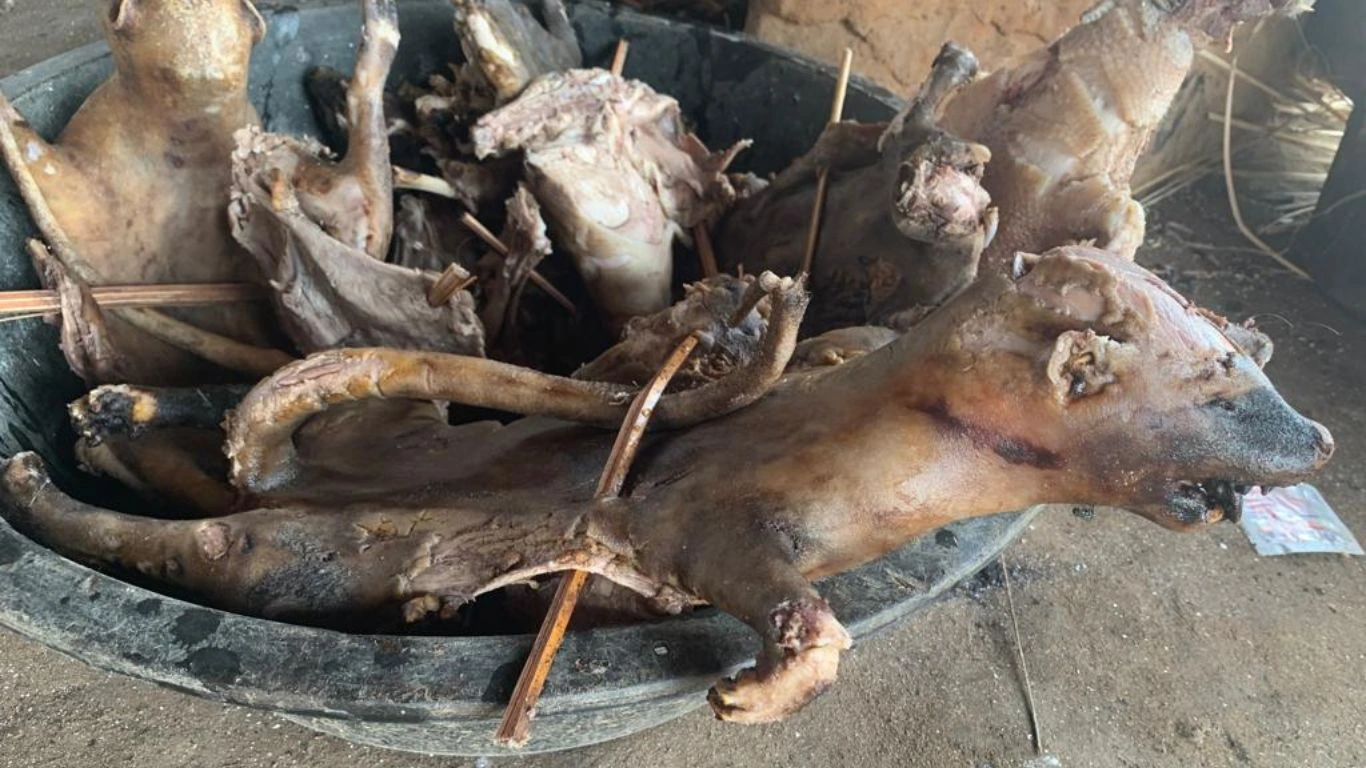 WARNING: Graphic images! Critically endangered pangolins FOR SALE at Nigerian meat markets!
