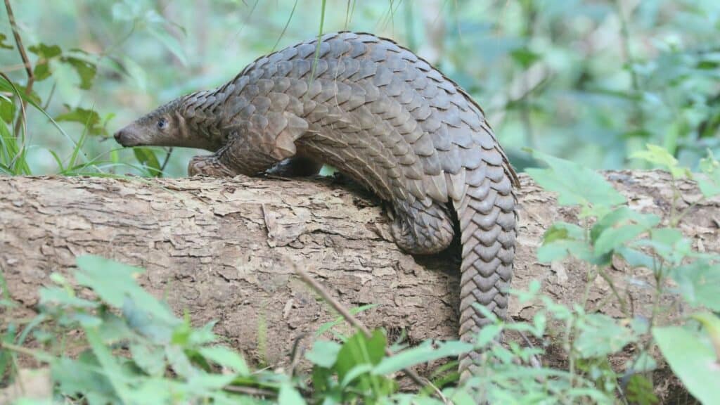 Chinese drug firms backed by global banks found using leopard and pangolin parts, group says