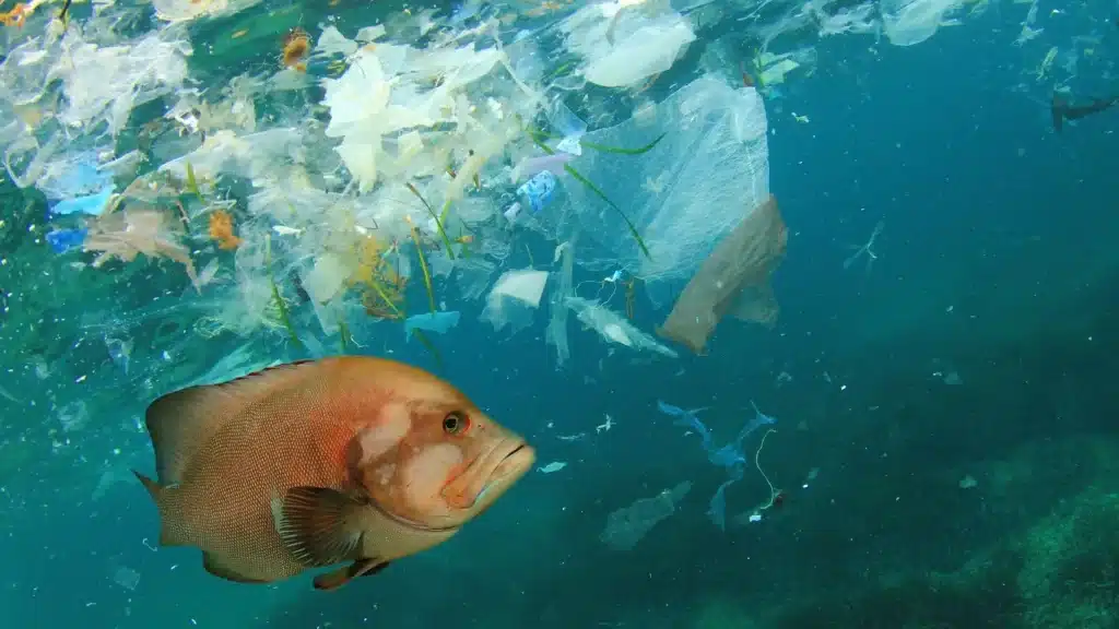 Even biodegradable plastic is harmful to fish populations
