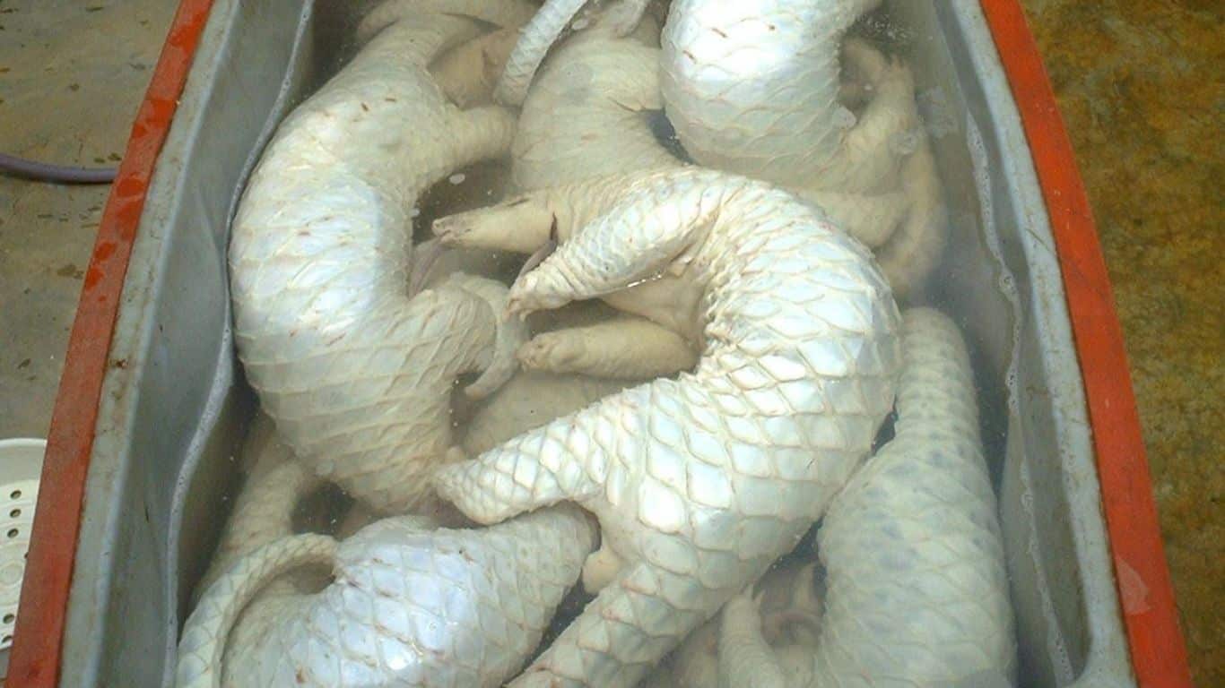 Two pangolins are DEAD in awful circumstances.