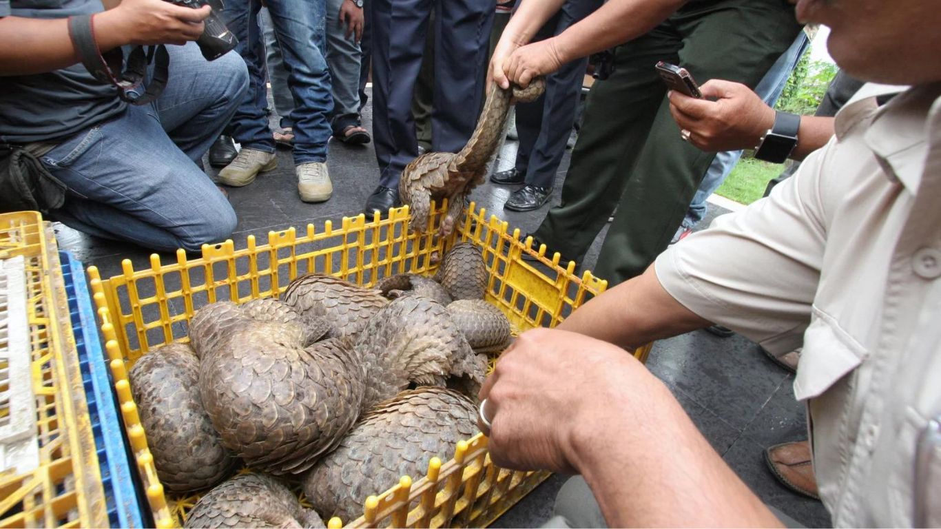 Two pangolins are DEAD in awful circumstances.