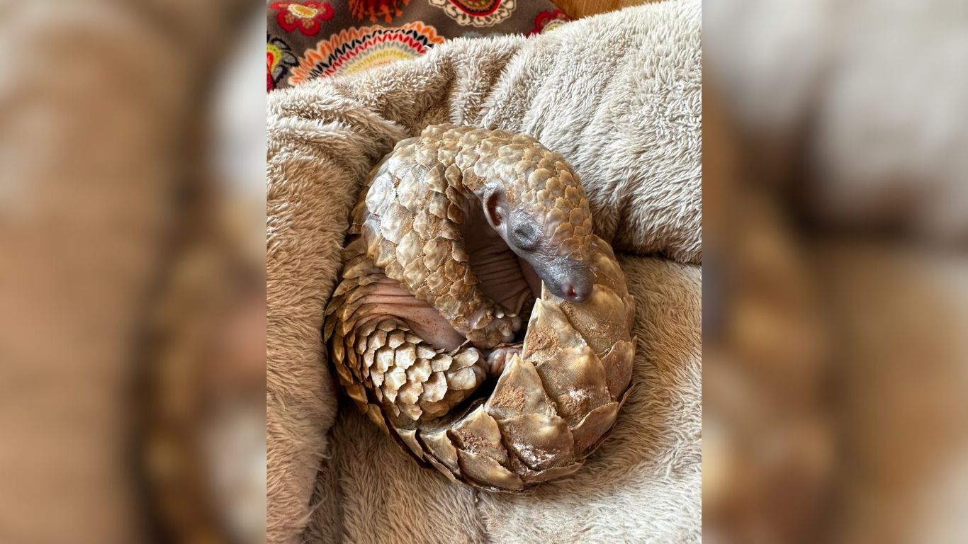 Two pangolins are DEAD in awful circumstances.
