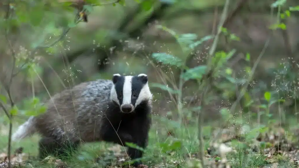 Labour party promises to halt the badger cull in England
