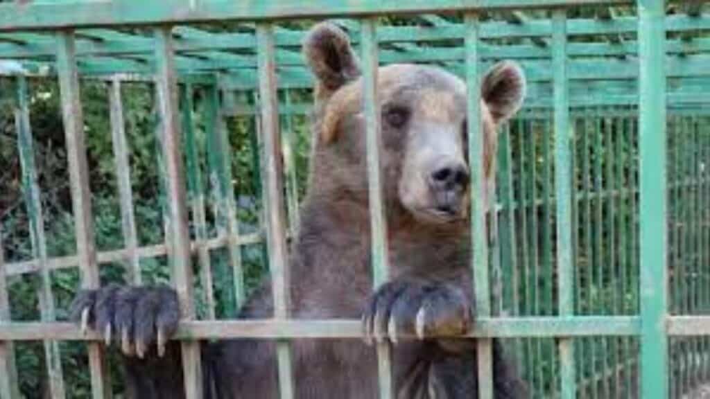 Update on Ljubo the captive bear in Montenegro