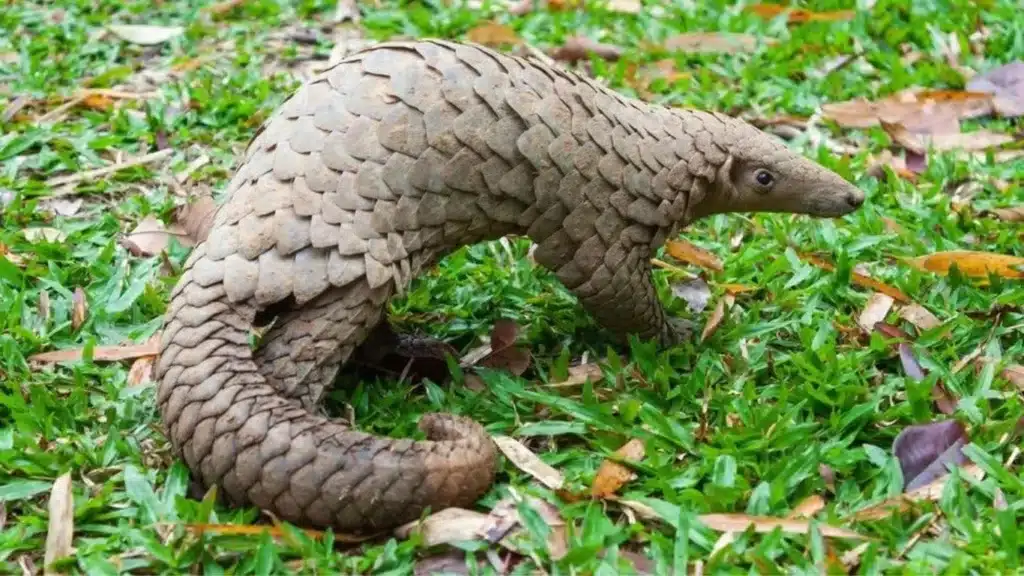 Nigeria burns $1.4m-worth of pangolin scales in anti-trafficking stand