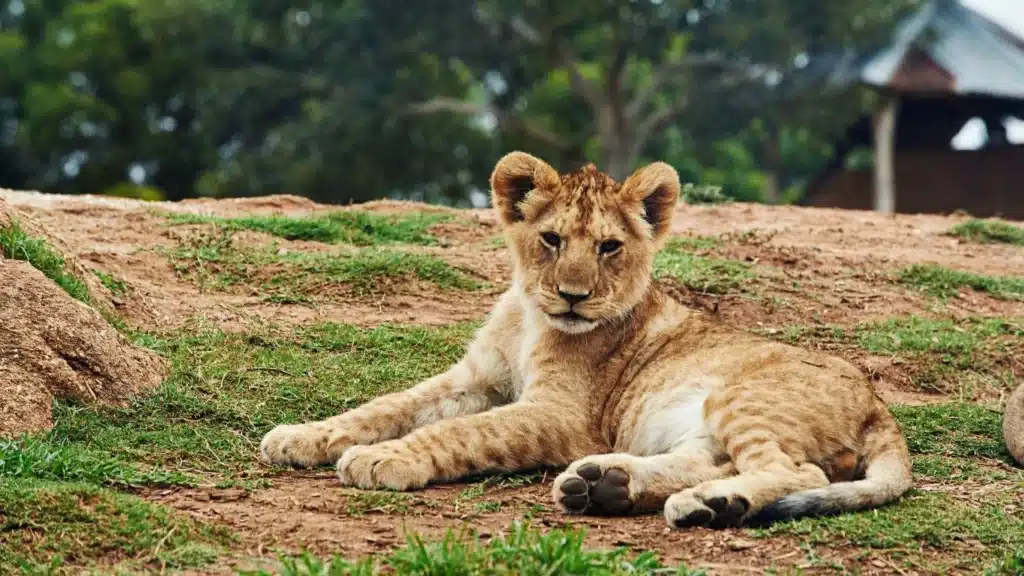 Regulations tabled to block new lion breeders and protect wide range of wild creatures in South Africa