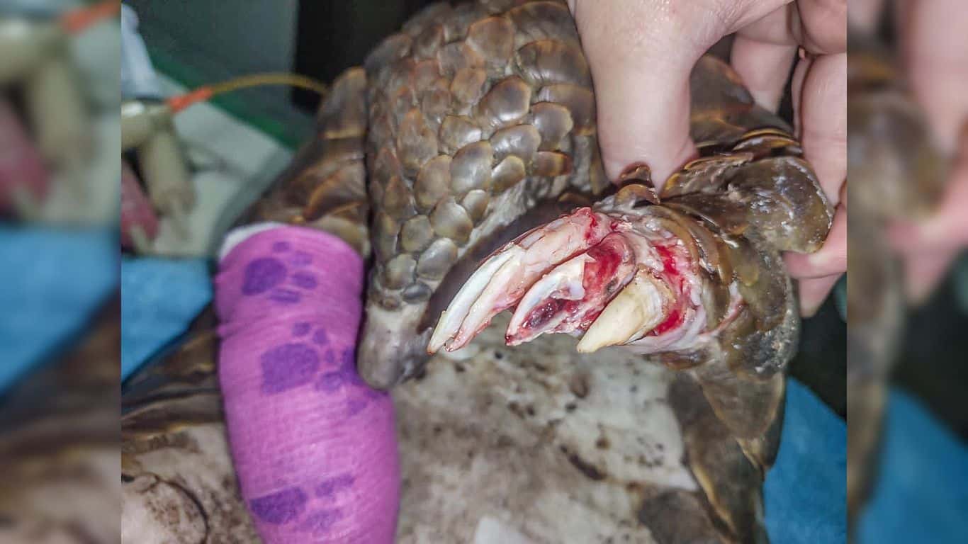 Two pangolins are DEAD in awful circumstances.