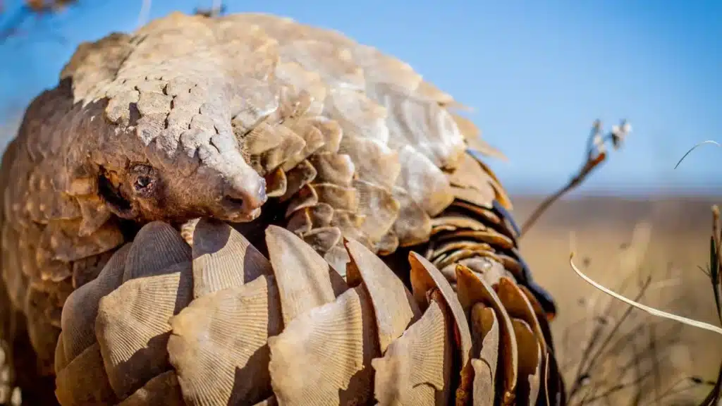 We reveal the global investors in traditional medicines made with endangered wildlife