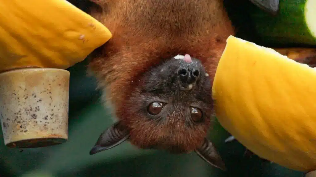 Wildlife biologist explains bat myths