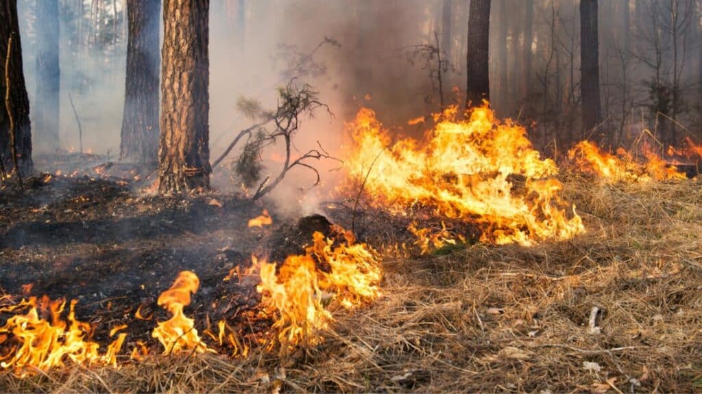 Wildfire emergency for animals in Australia!