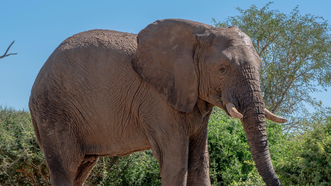 Would you help an elephant with a painful broken leg?