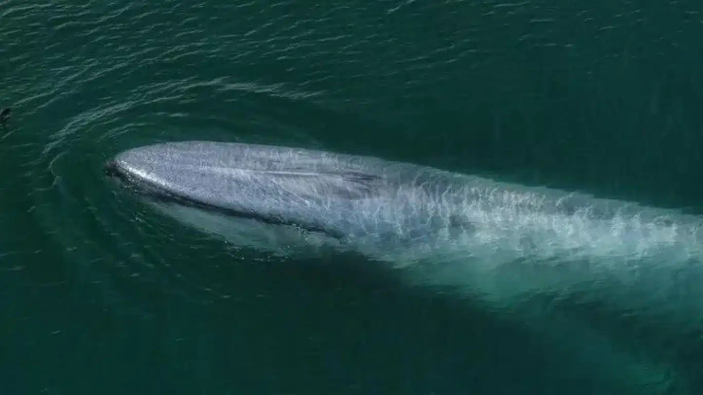 Blue whales: Ocean giants return to 'safe' tropical haven