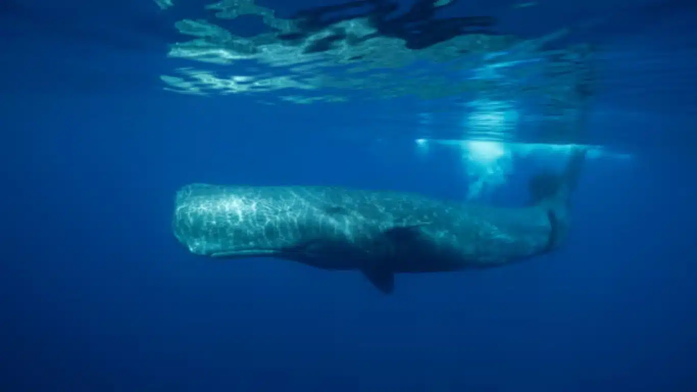 Dominica creates world’s first marine protected area for sperm whales