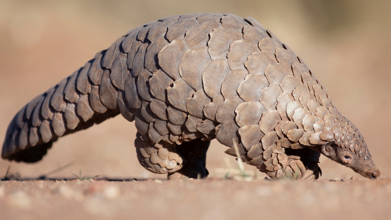 Thousands of threatened pangolins dying on electric fences, meant to protect animals!