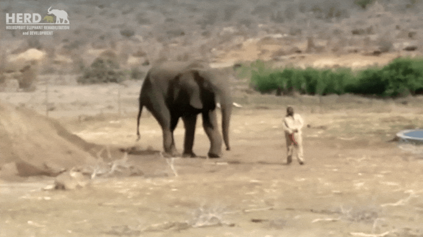 Saving elephants one jumbo at a time.