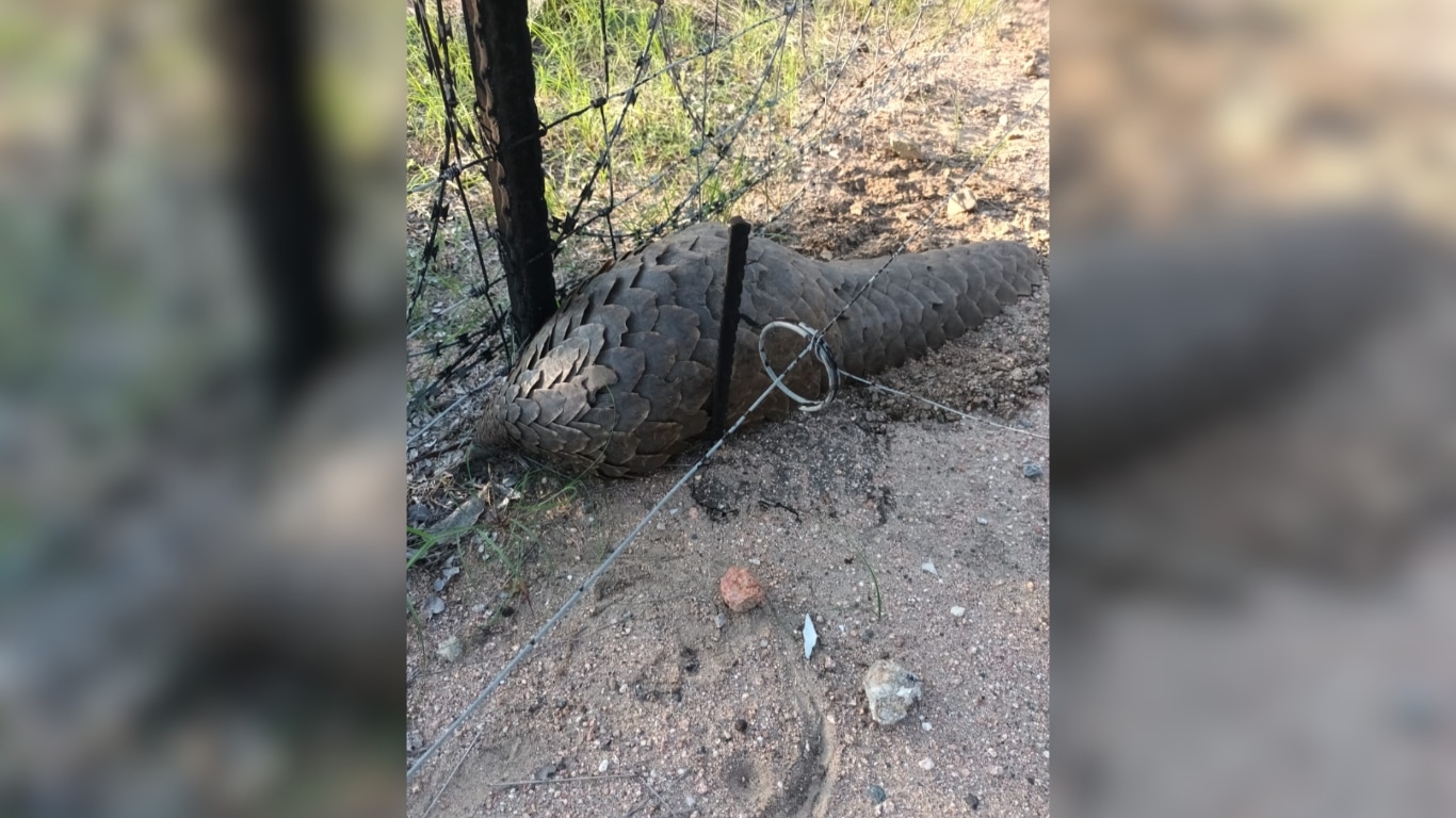 Thousands of threatened pangolins dying on electric fences, meant to protect animals!