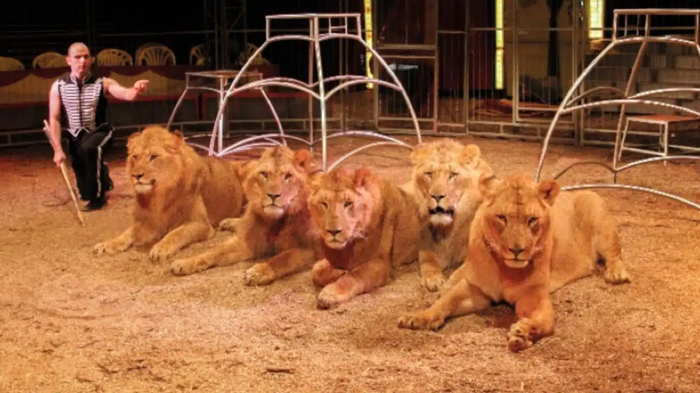 Lion breeding facility SHUT DOWN. The survivors need you.