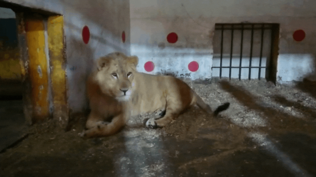 Lion breeding facility SHUT DOWN. The survivors need you.