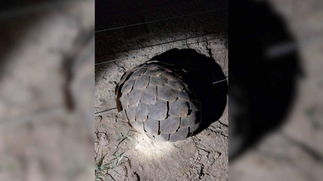 Thousands of threatened pangolins dying on electric fences, meant to protect animals!