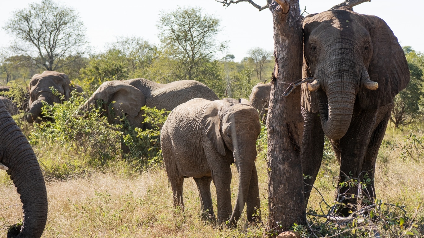 Saving elephants one jumbo at a time.