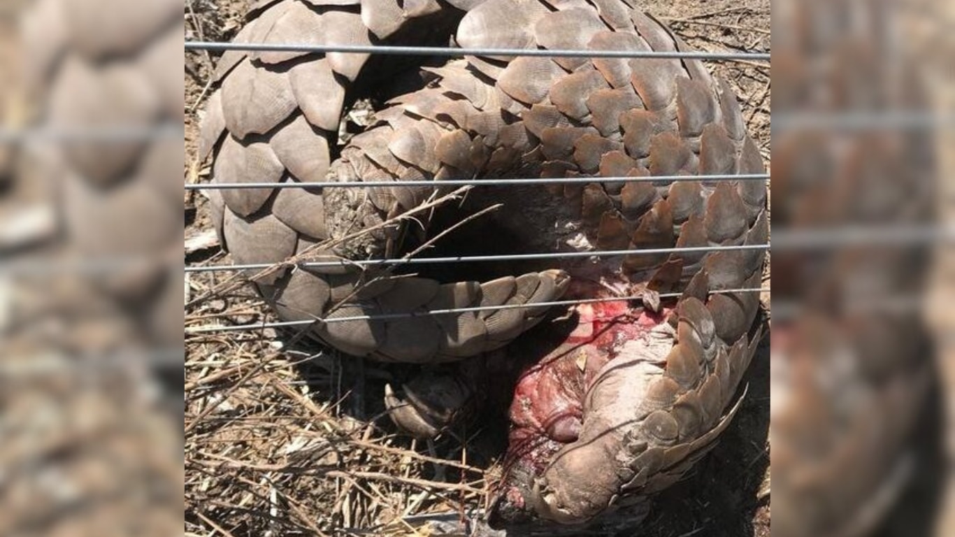 Thousands of threatened pangolins dying on electric fences, meant to protect animals!