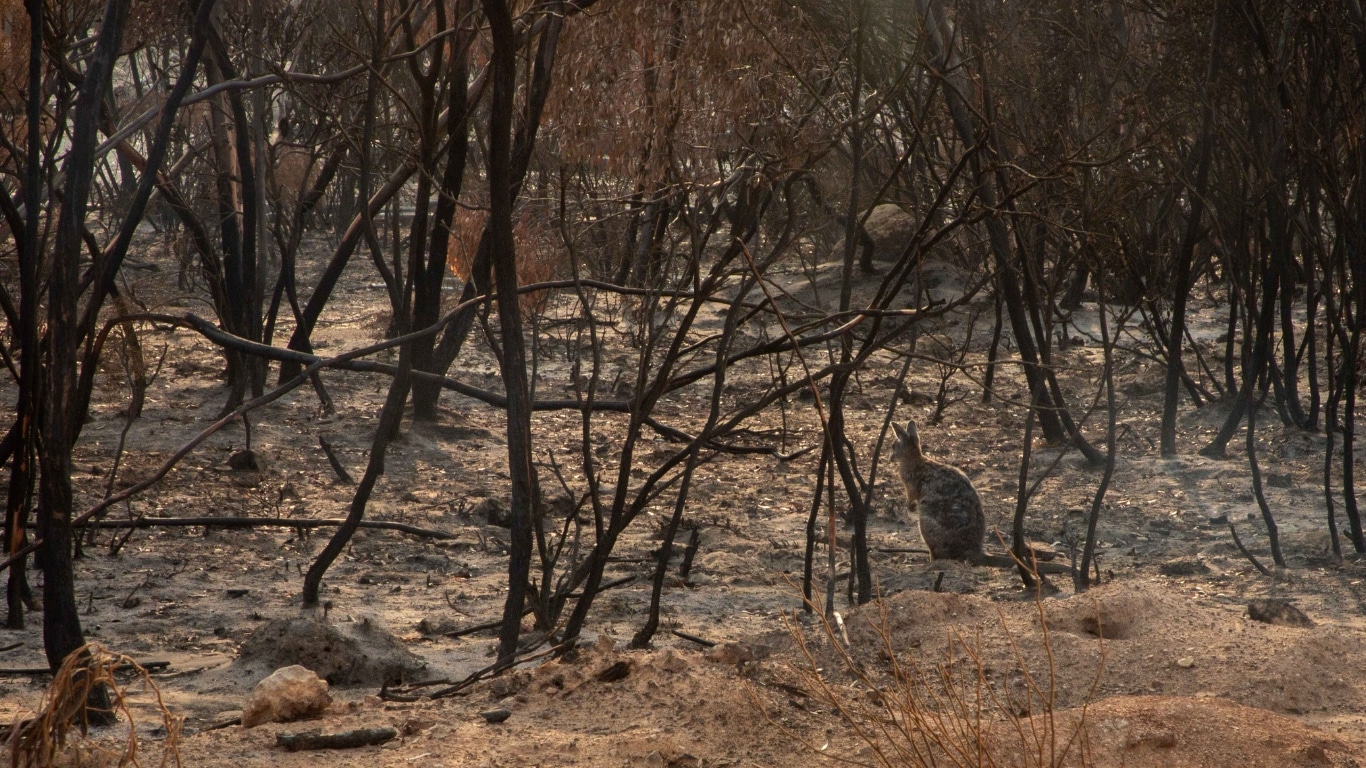 Wildfire emergency for animals in Australia!